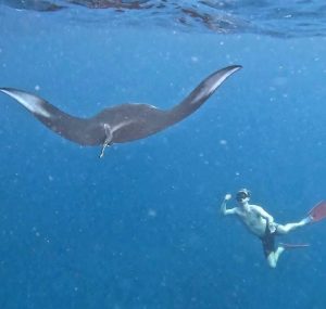 Snorkeling with Mantas