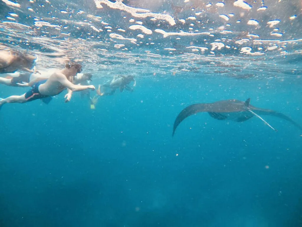 Snorkeling with Manta at Nusa Penida