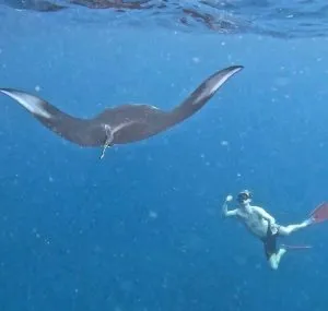 Snorkeling with Mantas