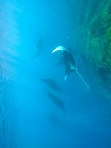 manta ray snorkeling trip